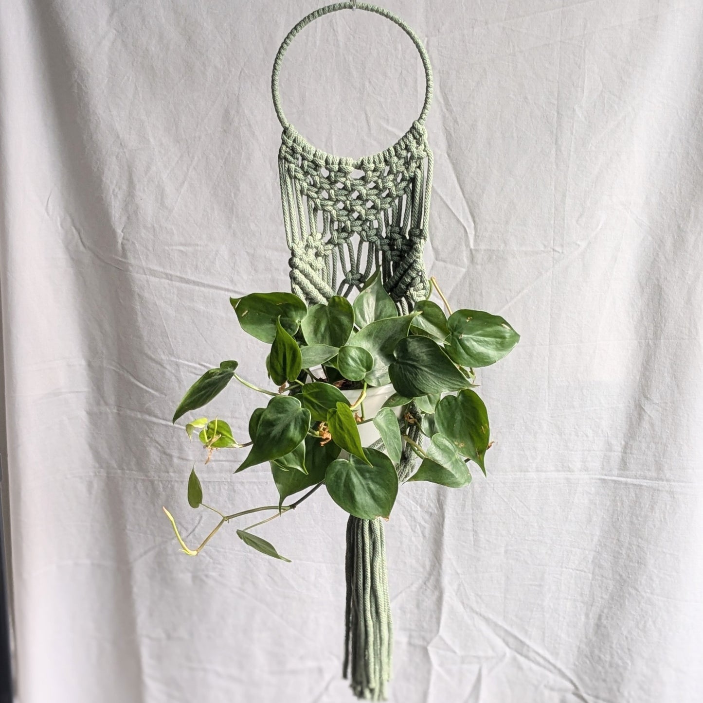 Statement Macrame Wall Planter