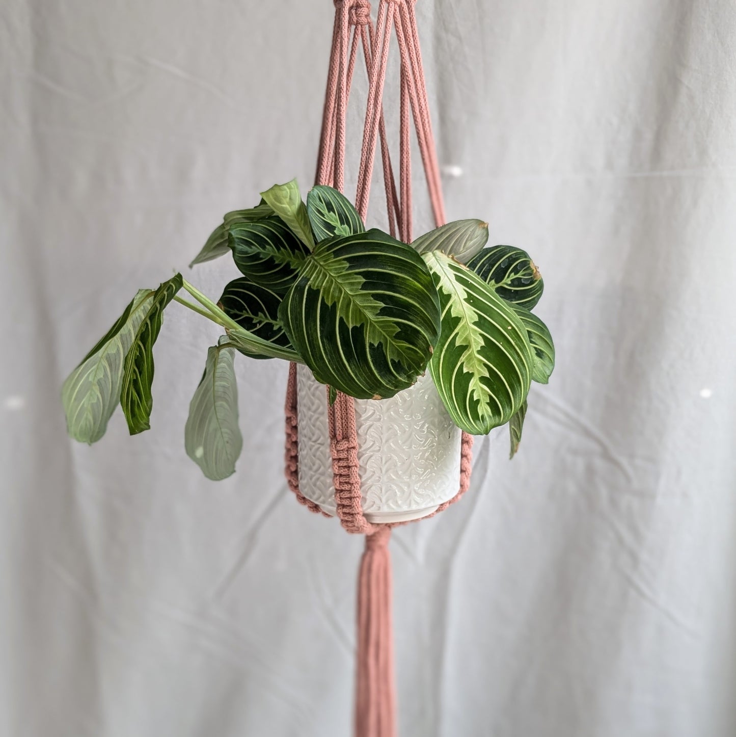 Large Macrame Plant Hanger