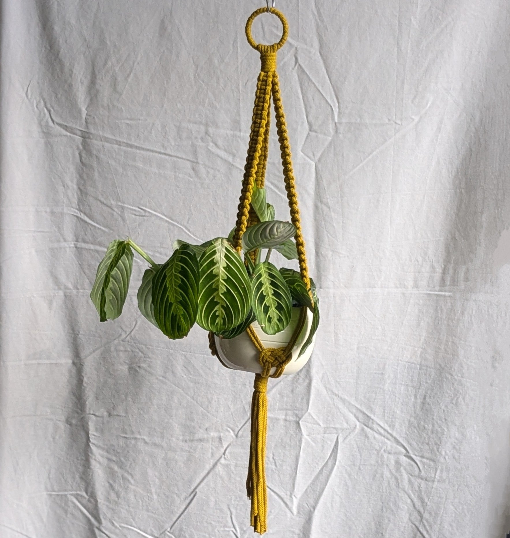 Charknots medium macrame plant hanger in Chartreuse. Handmade in Sheffield from 100% recycled cotton.