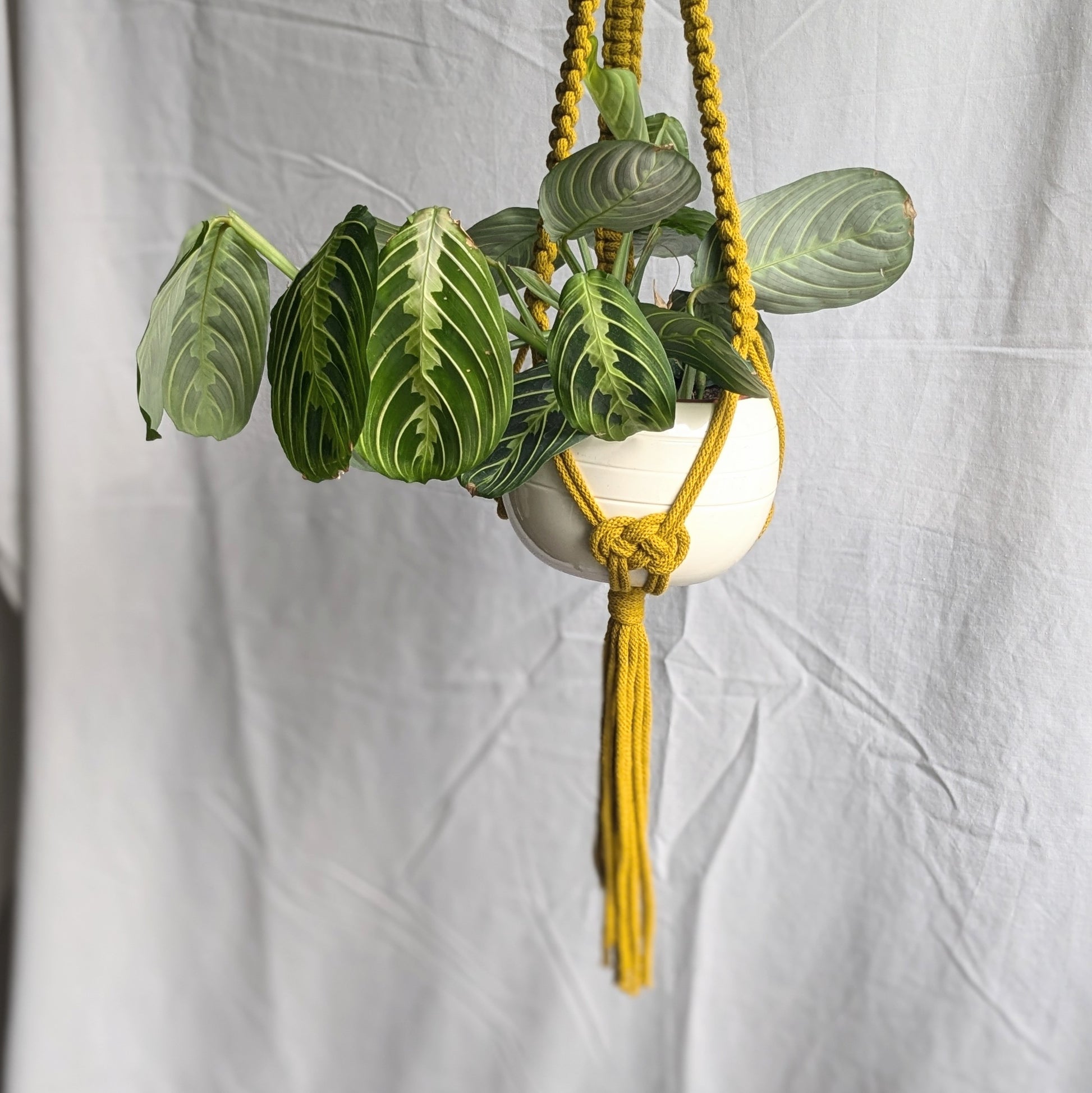 Charknots medium plant hanger in Chartreuse. Handmade in Sheffield from 100% recycled cotton.