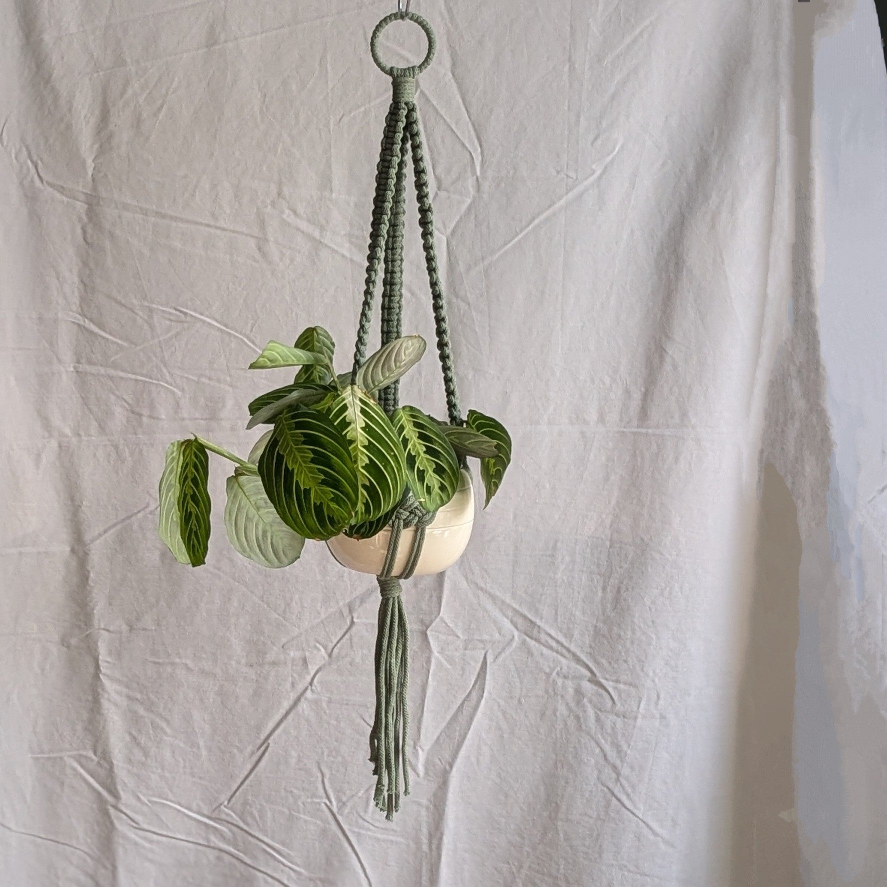 Charknots medium macrame plant hanger in Sage Green. Handmade in Sheffield from 100% recycled cotton.