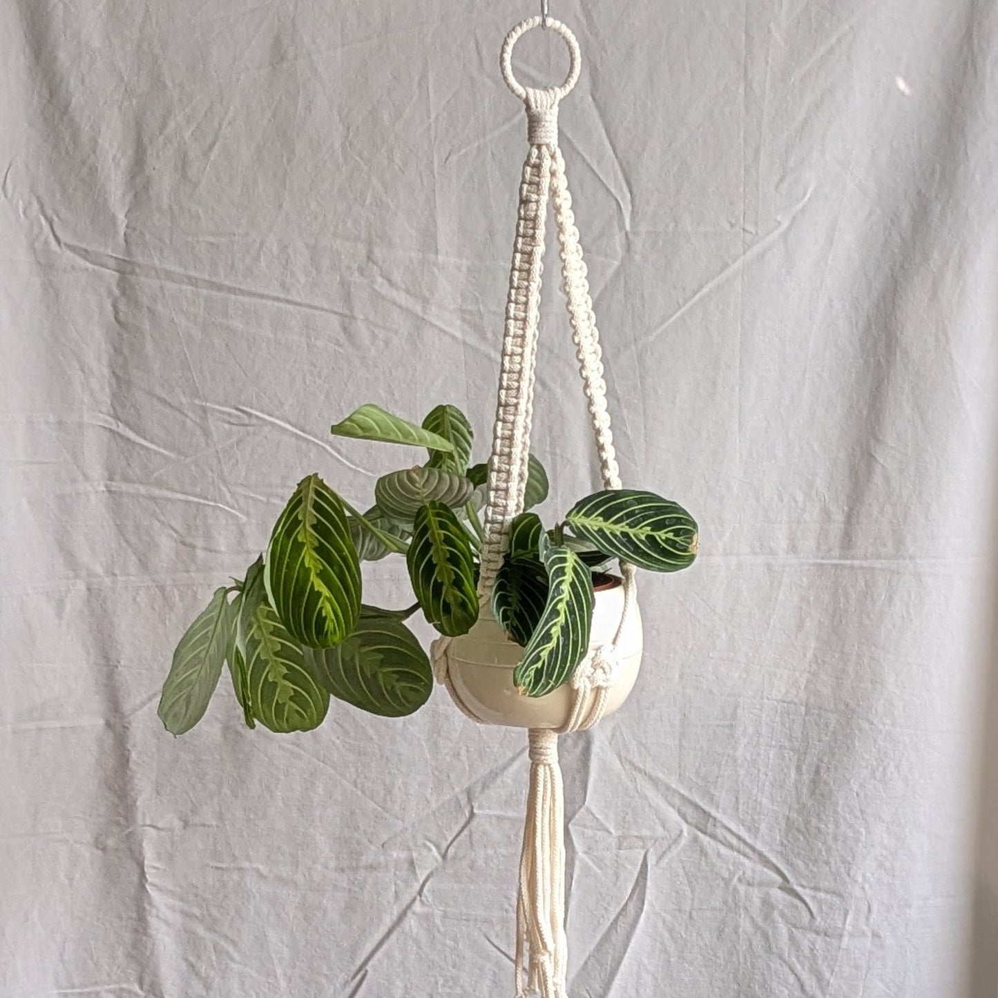 Charknots medium macrame plant hanger in Natural. Handmade in Sheffield from 100% recycled cotton.