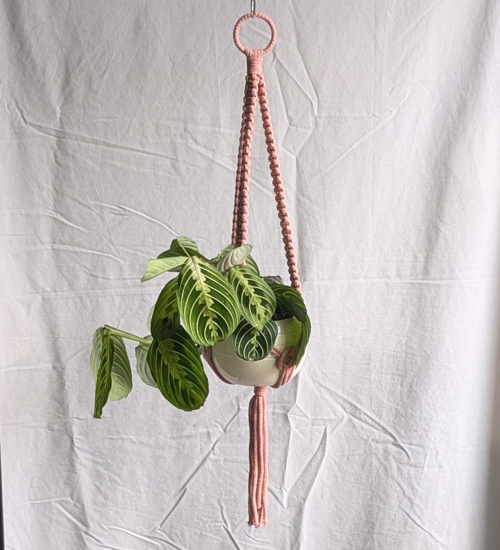 Charknots medium macrame plant hanger in Dusty Pink. Handmade in Sheffield from 100% recycled cotton.