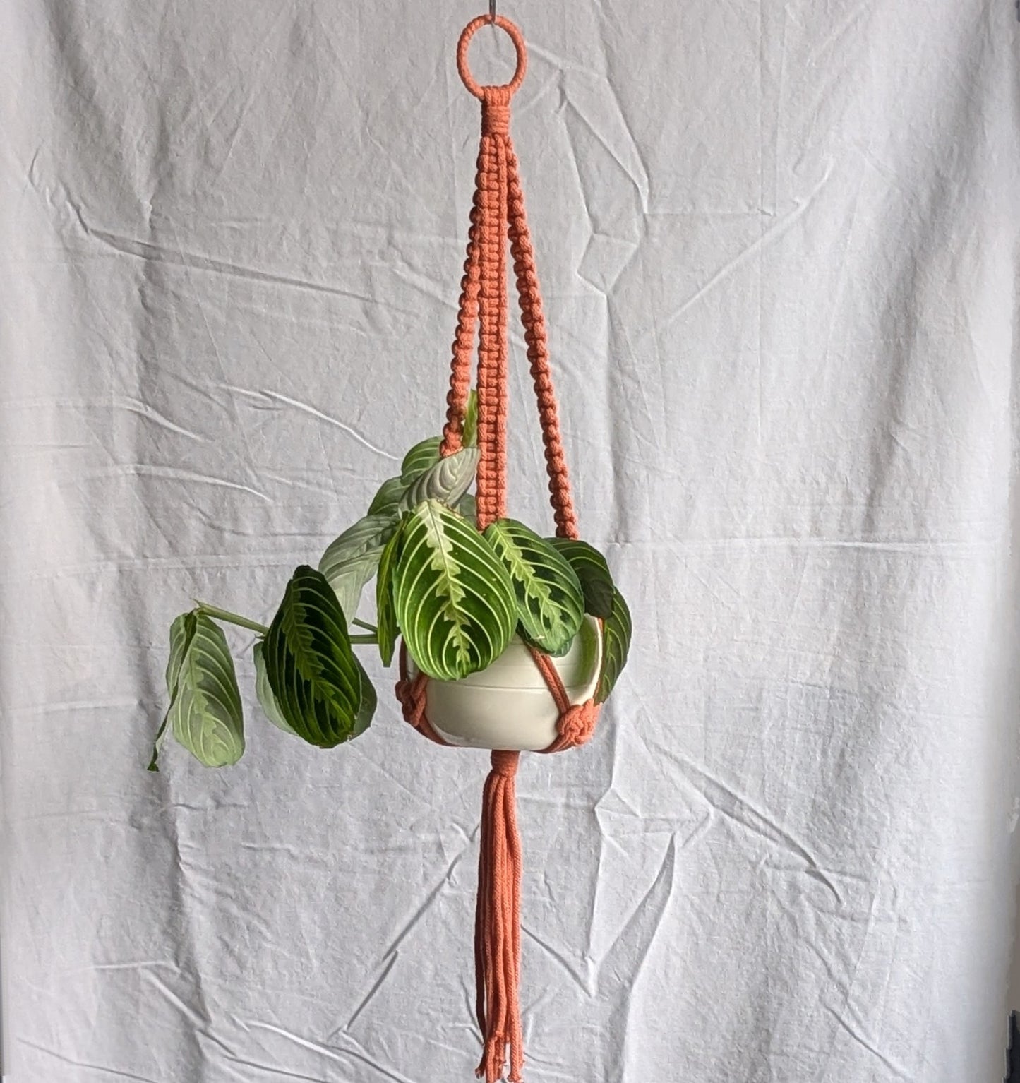 Charknots medium macrame plant hanger in Terracotta. Handmade in Sheffield from 100% recycled cotton.