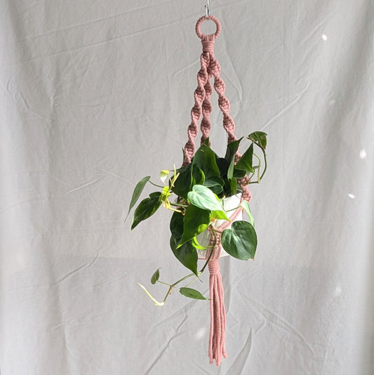 Spiral Plant Hanger in Dusty Pink | Super Seconds Festival