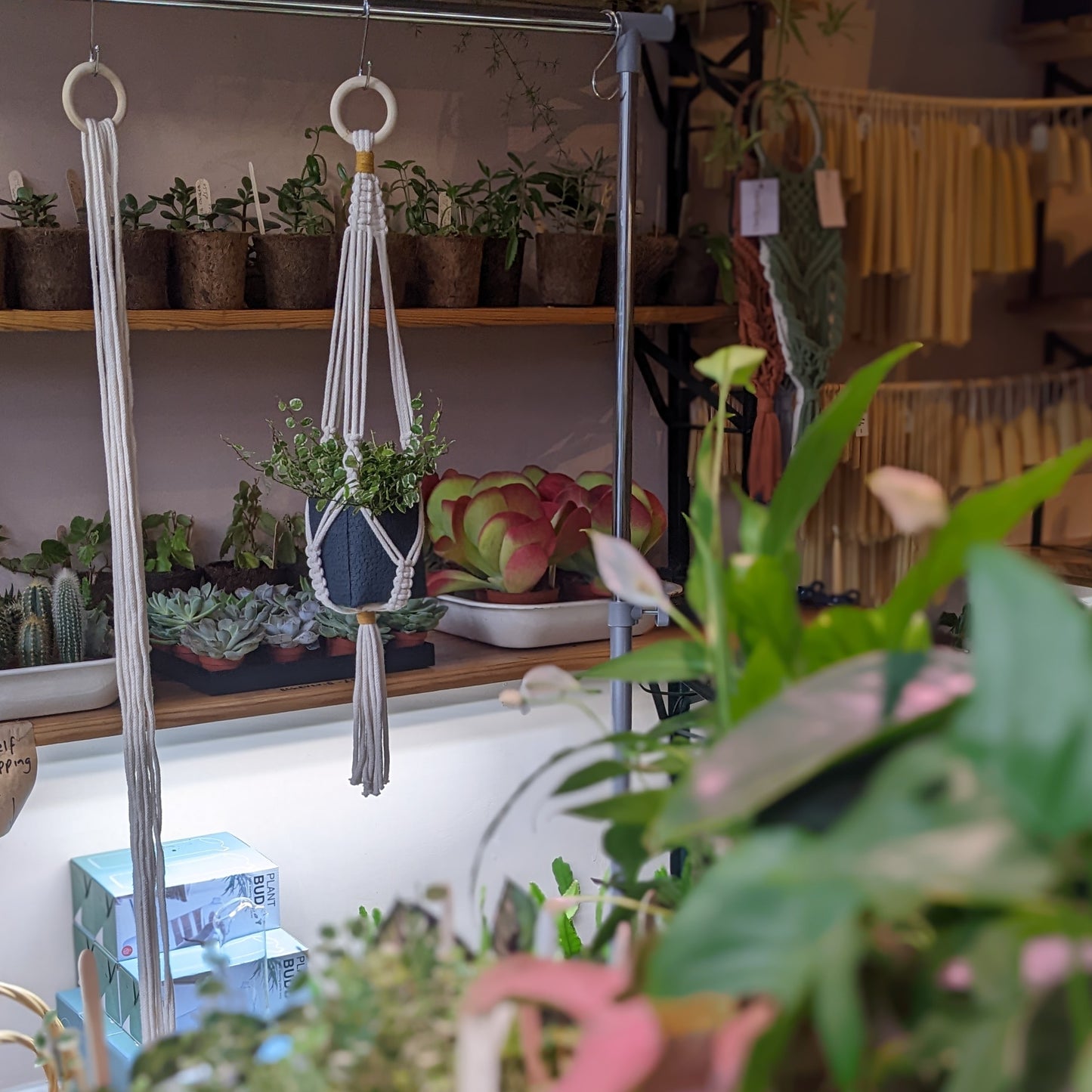 Macrame plant hanger workshop with CharKnots, based in Sheffield